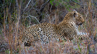 Leopard, Sabi Sands