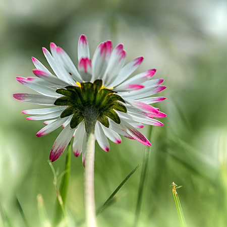 4th May. Single daisy