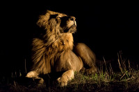 King of the beasts