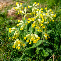 11th Apr. Cowslips