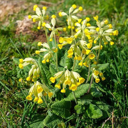 11th Apr. Cowslips