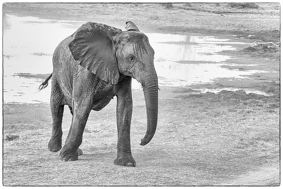 Lone elephant