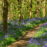 20th Apr. Bluebell wood