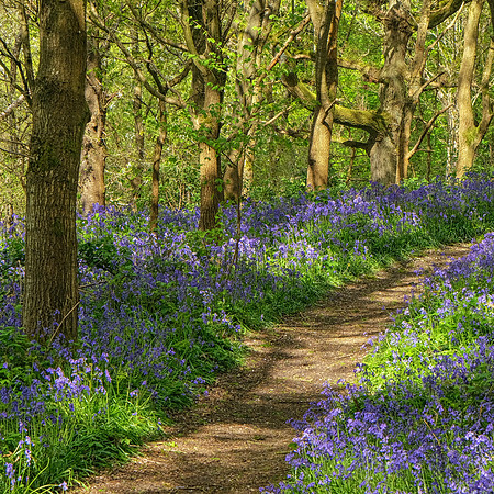 20th Apr. Bluebell wood