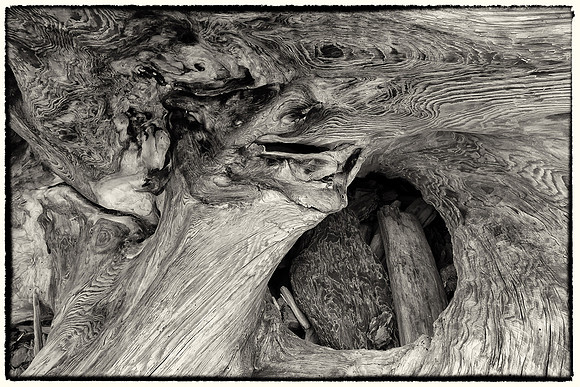 Driftwood patterns. British Columbia