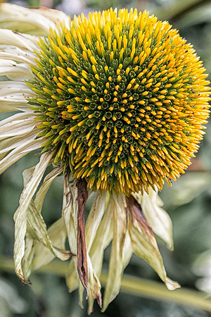 Echinacea, faded