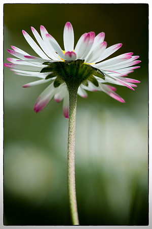 A single daisy