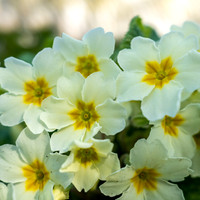19th Apr. Primroses