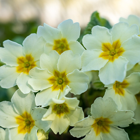 19th Apr. Primroses