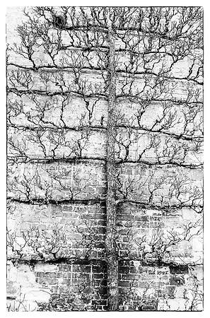 Pear tree on a wall