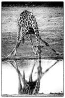 Taking a drink, Hwange NP, Zimbabwe