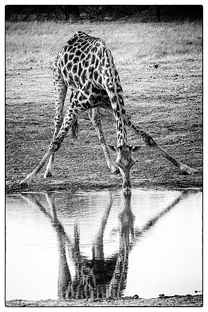 Taking a drink, Hwange NP, Zimbabwe
