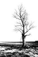Isolated, Fenland