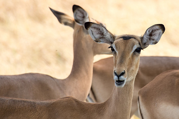 Impala, Okavango