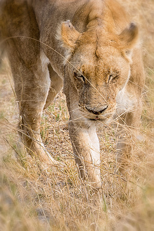 Prowling lioness