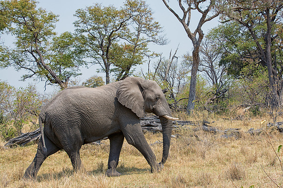 Lone elephant