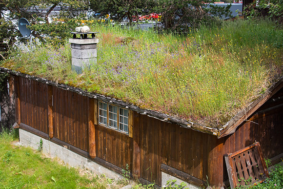 Green roof