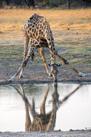 Taking a drink, Hwange NP