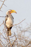 Eagle