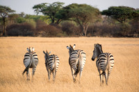 Heading off, Hwange NP
