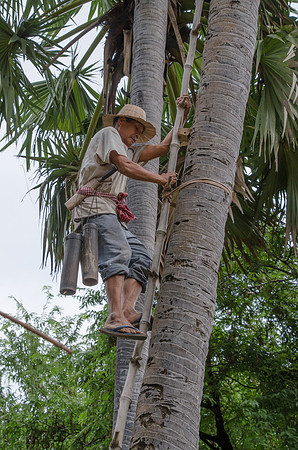 Collecting sap