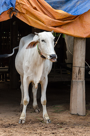 Cow