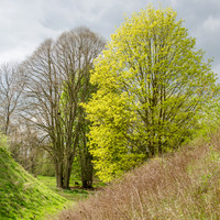 14th Apr. Spring