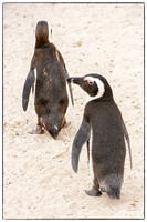 South African penguins
