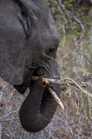 Elephant munching