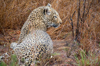 Watchful leopard
