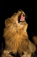 The king roars