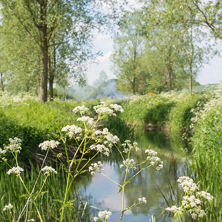 5th May. Hedge parsley