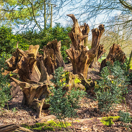 5th Apr. Tree stumps