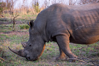 Rhino, Sabi Sands