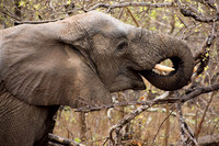 Munching branches