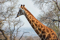 Giraffe, Sabi Sands