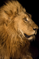 Sidelit lion