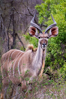 Kudo, Sabi Sands