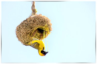 Weaver bird