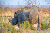Rhino, Sabi Sands