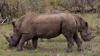 Two rhinos, Sabi Sands