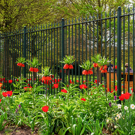 15th Apr. Red and Green