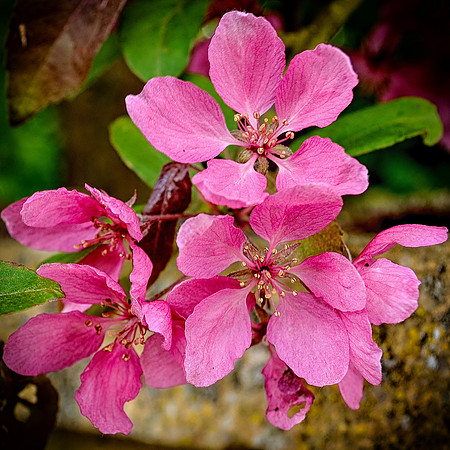 1st May. Pink blossom